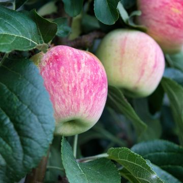 Apple Tree Suislepper - Malus domestica