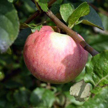Apple Tree Truskawkowe Nietschnera - Malus domestica