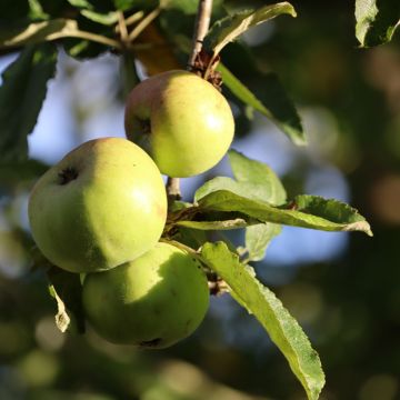 Apple Tree Złotka Kwidzyńska - Malus domestica