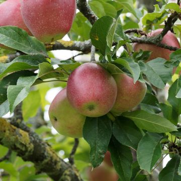 Apple Tree Żeleźniak - Malus domestica