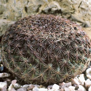 Mammillaria heyderi - Cactus