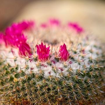 Mammillaria ruestii - Cactus