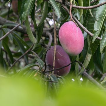 Mango tree Irwin - Mangifera indica 
