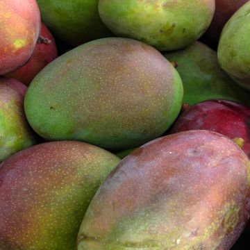 Mango tree Keitt - Mangifera indica 