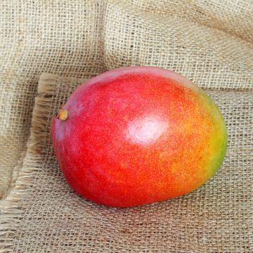 Mango tree Kent - Mangifera indica 