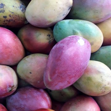 Mango tree Palmer - Mangifera indica 