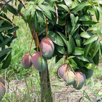 Mango tree Tommy Atkins - Mangifera indica 