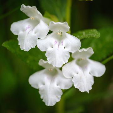 Mélitte, Melittis melissophyllum Alba Mélitte, Melittis melissophyllum Alba