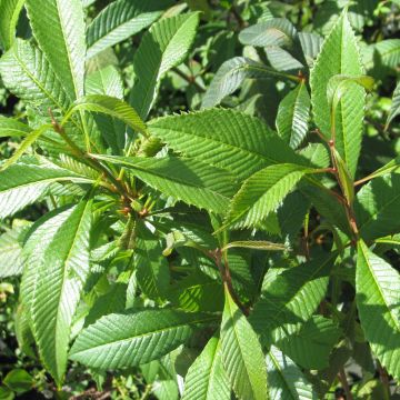 Meliosma cuneifolia
