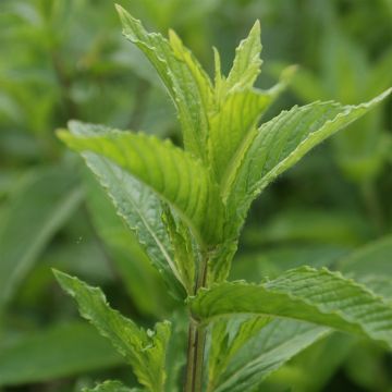 Mentha spicata