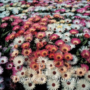 Mesembryanthemum crinifolium Sparkles Mixed - seed
