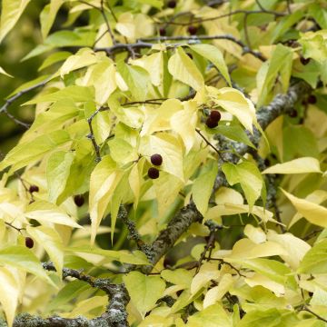 Celtis occidentalis - Hackberry