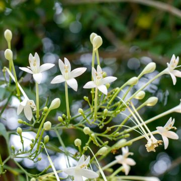 Millingtonia hortensis - Indian cork tree, tree jasmine
