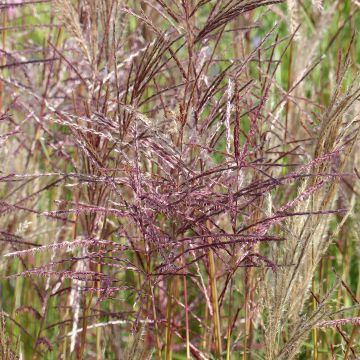 Miscanthus sinensis China - Silvergrass
