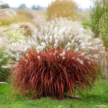 Miscanthus sinensis Lady in Red - Silvergrass