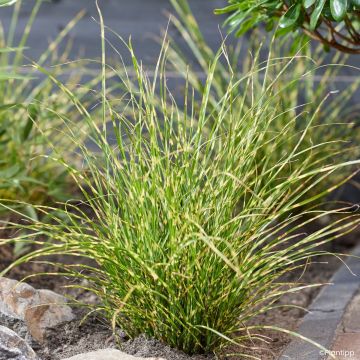 Miscanthus sinensis Little Tiger - Silvergrass