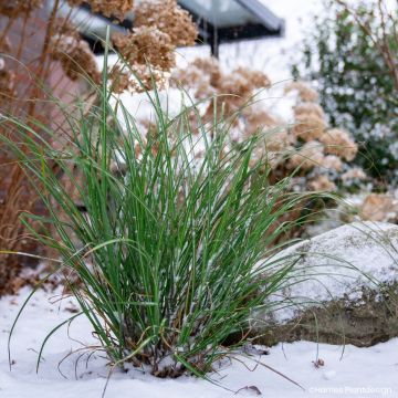 Miscanthus sinensis Miscanvert ® -  Silvergrass
