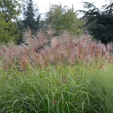 Miscanthus transmorrisonensis Sunset - Silvergrass