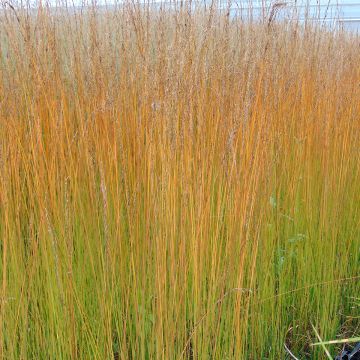 Molinia caerulea Edith Dudszus - Purple Moor-grass
