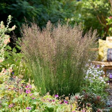 Molinia caerulea Banshee - Purple moor grass