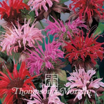 Monarda didyma T&M Superb Mixed seeds - Bergamot