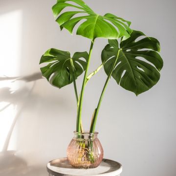 Monstera deliciosa - Swiss cheese plant