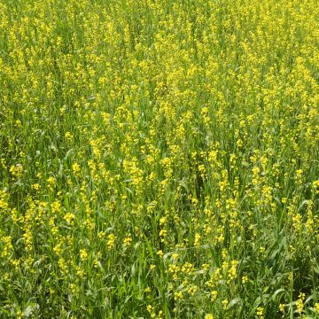 Sinapis alba organic seeds - White mustard, green manure