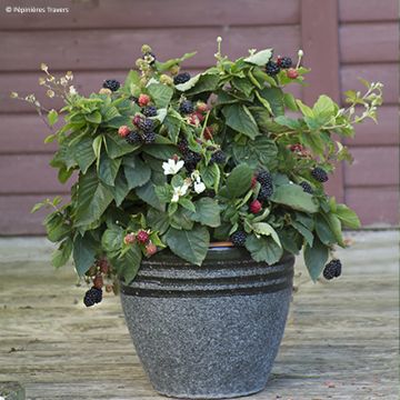 Rubus fruticosus Purple Opal - Blackberry