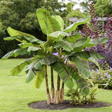 Musa sikkimensis  Ever Red - Hardy Banana