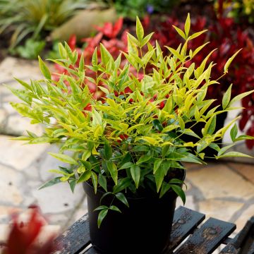 Nandina domestica Brightlight - Sacred Bamboo
