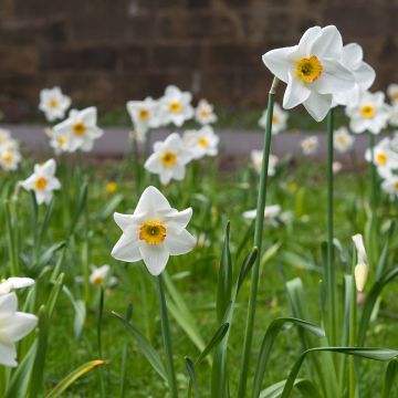 Narcissus  Lancaster - Narcisse, Narcisse à petite couronne, Jonquille à couronne