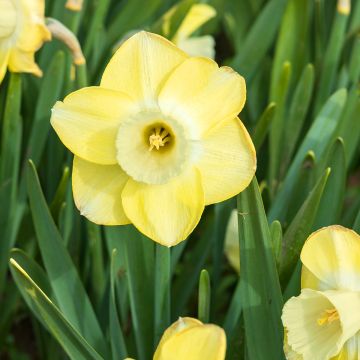 Narcissus  Sabatini - Narcisse, Jonquille