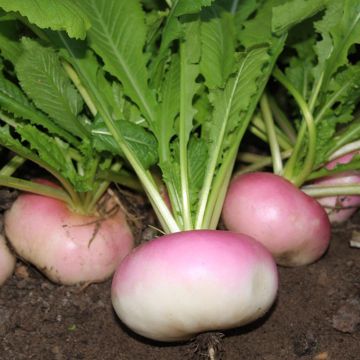 Turnip De Milan rougeTurnip Blanc plat de Hollande - Brassica rapa organic seeds