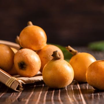 Eriobotrya japonica Argelino - Japanese Loquat