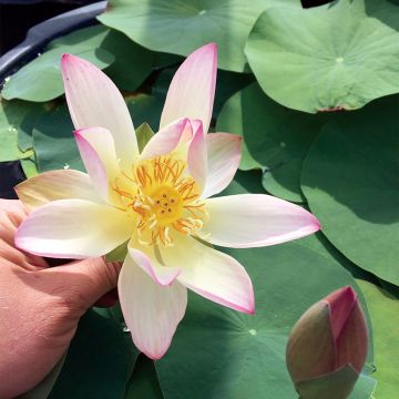 Nelumbo Guifei Zuijiu - Dwarf lotus Nelumbo Guifei Zuijiu - Dwarf lotus