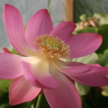 Nelumbo L'Aube Rouge - Lotus 