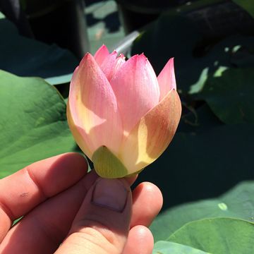Nelumbo Princess Abby of Ten-Mile Creek - Lotus 