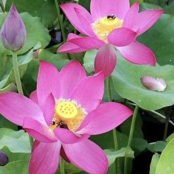 Nelumbo Red at Sunset - Lotus