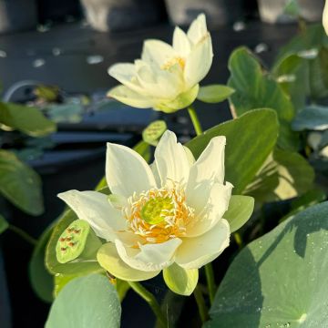 Nelumbo Little Antelope - Dwarf lotus