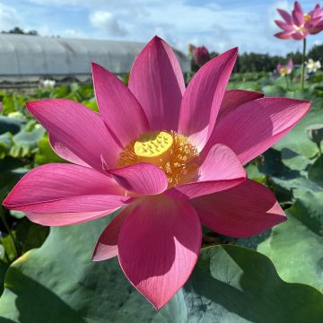 Nelumbo nucifera Ford's Raptor Red - Sacred lotus