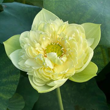 Nelumbo Golden Apple - Sacred lotus