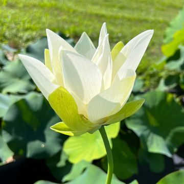 Nelumbo nucifera Tulip Lotus - Sacred lotus