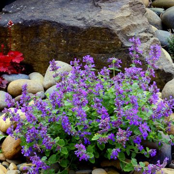 Nepeta faassenii Nova® Blue - Catnip