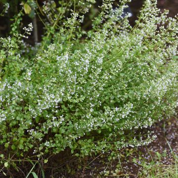 Nepeta faassenii Alba - Catnip