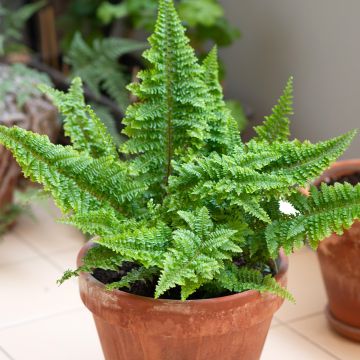 Nephrolepis exaltata 'Cotton Candy' - Fougère de Boston Cotton Candy, Néphrolépide élevé Cotton Candy