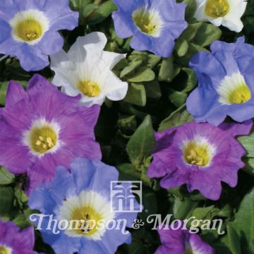 Nolana Sun Belle Mixed - seeds