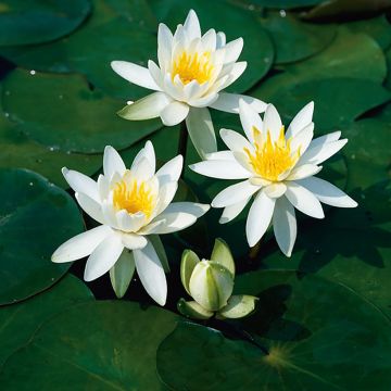 Nymphaea Odorata Alba - Water Lily