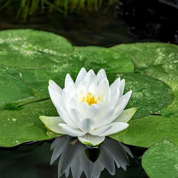 Nymphaea Perry's Double - Water Lily
