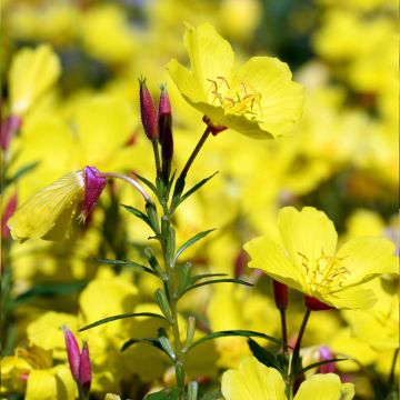 Oenothera Penelope Hobhouse - Evening Primrose