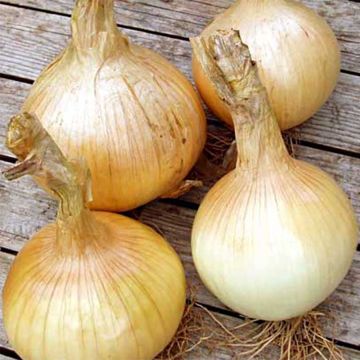 Onion Yellow Globe - Allium cepa seeds